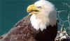 Bald eagle.jpg (9389 bytes)