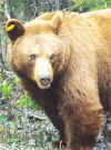 Bear.jpg (13284 bytes)