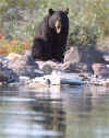 Black bear.jpg (10968 bytes)