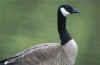 Canada Goose.jpg (6911 bytes)