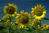 Sunflowers.jpg (10913 bytes)