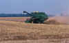 Wheat harvest.jpg (9378 bytes)